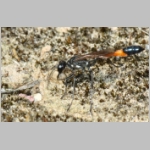 Ammophila sabulosa - Sandwespe 64v Sandwespe-beim-Nestverschluss-Sandgrube-Niedringhaussee.jpg